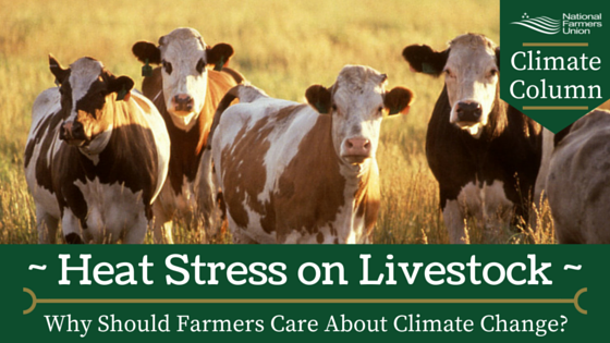 Climate Column - Heat Stress on Livestock